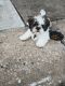 Shih Tzu Puppies for sale in 1301 E 31st St, Kansas City, MO 64109, USA. price: $1,500