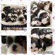 Shih Tzu Puppies for sale in Tredegar, UK. price: 950 GBP