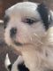 Shih Tzu Puppies for sale in Phoenix, AZ, USA. price: $500