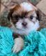 Shih Tzu Puppies for sale in Mathis, TX 78368, USA. price: $1,400