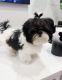 Shih Tzu Puppies for sale in Los Angeles, CA 90023, USA. price: $900