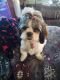 Shih Tzu Puppies for sale in Canton, OH, USA. price: $300