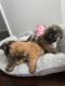 Shih Tzu Puppies for sale in Monroe, NY 10950, USA. price: $650