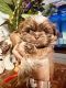 Shih Tzu Puppies for sale in Albemarle, NC, USA. price: $1,800