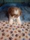 Shih Tzu Puppies for sale in El Dorado, AR 71730, USA. price: $600