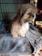 Shih Tzu Puppies for sale in El Dorado, AR 71730, USA. price: $450