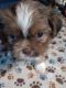 Shih Tzu Puppies for sale in El Dorado, AR 71730, USA. price: $500