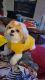 Shih Tzu Puppies for sale in Las Vegas, NV 89178, USA. price: $1,200