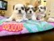 Shih Tzu Puppies for sale in St. Petersburg, FL, USA. price: $1,100