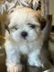 Shih Tzu Puppies for sale in Temple, TX 76504, USA. price: $1,500
