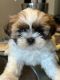 Shih Tzu Puppies for sale in Temple, TX 76504, USA. price: $1,500