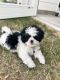 Shih Tzu Puppies for sale in Holly Springs, NC, USA. price: $800