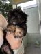 Shih Tzu Puppies for sale in Lynwood, CA 90262, USA. price: $1,100