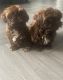 Shih Tzu Puppies for sale in Houston, TX 77006, USA. price: $300