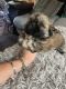 Shih Tzu Puppies for sale in Houston, TX 77006, USA. price: $300