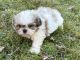 Shih Tzu Puppies for sale in Ashburnham, MA, USA. price: $1,400
