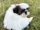 Shih Tzu Puppies for sale in Ashburnham, MA, USA. price: $1,400