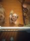 Shih Tzu Puppies for sale in La Mesa, CA 91941, USA. price: $400