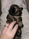 Shih Tzu Puppies for sale in Murfreesboro, TN, USA. price: $1,500