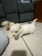 Shih Tzu Puppies for sale in Algester QLD 4115, Australia. price: $1,600