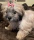 Shih Tzu Puppies for sale in 1541 Gibralter Dr, Jackson, MS 39204, USA. price: $600