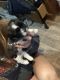 Shih Tzu Puppies for sale in Richfield, OH, USA. price: $850
