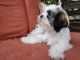 Shih Tzu Puppies for sale in Menifee, CA, USA. price: $800