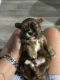 Shih Tzu Puppies for sale in Ocala, FL, USA. price: $1,800