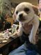 Shih Tzu Puppies for sale in Exeter, RI, USA. price: $1,100
