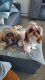 Shih Tzu Puppies for sale in Johnstown, PA, USA. price: $1,100