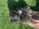 Shih Tzu Puppies for sale in Oxnard, CA 93036, USA. price: $350