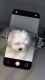 Shih Tzu Puppies for sale in Atlanta, GA 30318, USA. price: $2,200