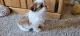Shih Tzu Puppies for sale in Denver, CO, USA. price: $950