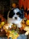 Shih Tzu Puppies for sale in Winston-Salem, NC, USA. price: $900