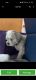 Shih Tzu Puppies for sale in Mandurah WA, Australia. price: $1,800