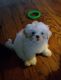 Shih Tzu Puppies for sale in Hawthorne, FL 32640, USA. price: $1,500