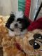 Shih Tzu Puppies for sale in Columbia, MS 39429, USA. price: $500
