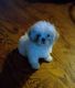 Shih Tzu Puppies for sale in Hawthorne, FL 32640, USA. price: $1,500