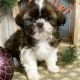 Shih Tzu Puppies for sale in Pelion, SC 29123, USA. price: $500