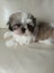 Shih Tzu Puppies for sale in Houston, TX, USA. price: $400