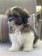 Shih Tzu Puppies for sale in 100 Cherry Hill Ln, Stockbridge, GA 30281, USA. price: $2,000