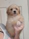 Shih Tzu Puppies for sale in Humble, TX 77345, USA. price: $500