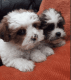 Shih Tzu Puppies for sale in California City, CA, USA. price: $230