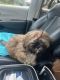 Shih Tzu Puppies for sale in Coral Springs, FL, USA. price: $55,000