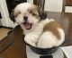 Shih Tzu Puppies for sale in Pleasanton, CA 94588, USA. price: $1,000