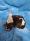 Shih Tzu Puppies for sale in Pahrump, NV, USA. price: $1,200