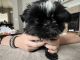 Shih Tzu Puppies for sale in Rogers, AR, USA. price: $1,150