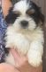 Shih Tzu Puppies for sale in Chipley, FL 32428, USA. price: $1,000