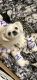 Shih Tzu Puppies for sale in Rogers, AR, USA. price: $500