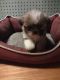 Shih Tzu Puppies for sale in Crawfordsville, IN 47933, USA. price: $1,800